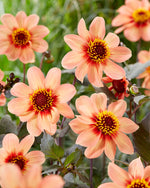 Dahlia HS First Love