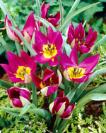 Tulipa Humilis Persian Pearl