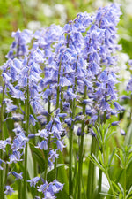 Hyacinthoides Hispanica Blauw