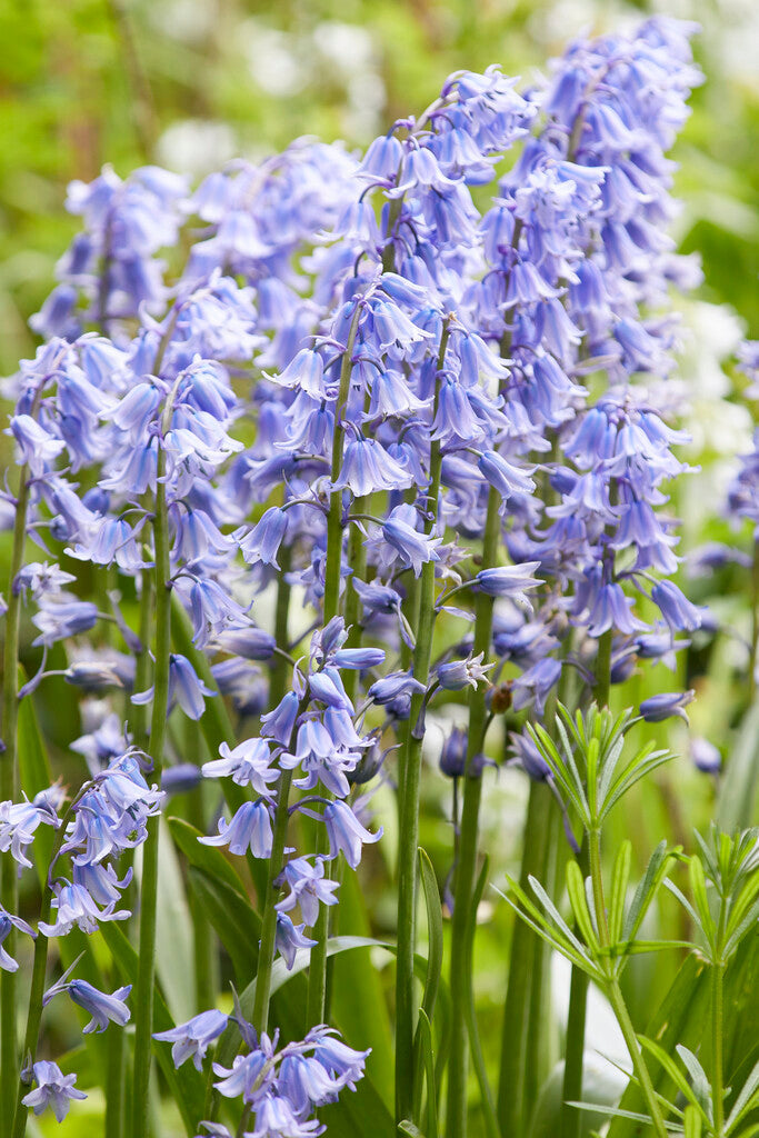 Hyacinthoides Hispanica Blauw