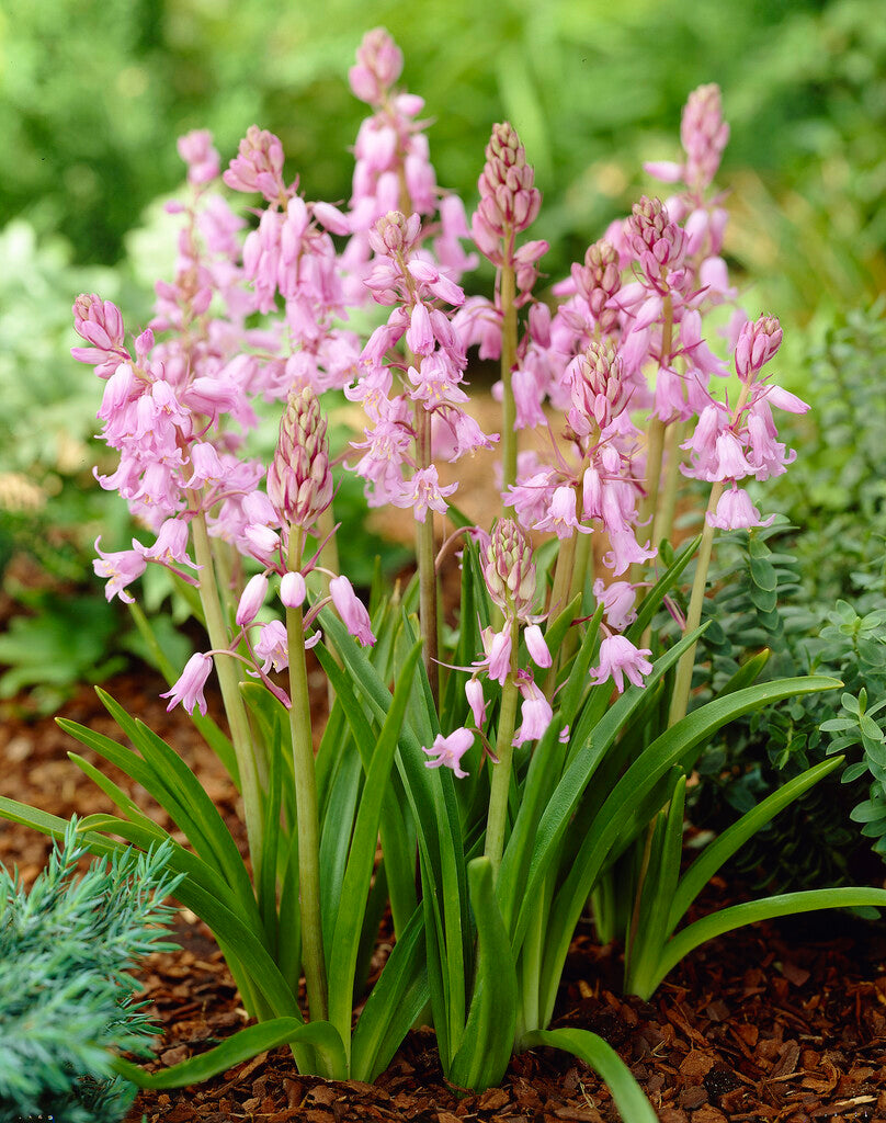 Hyacinthoides Hispanica Rosea