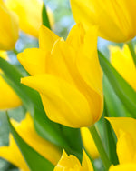 Tulipa Inimitable