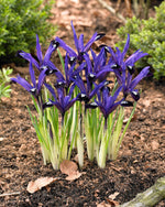 Iris Reticulata Blue Note