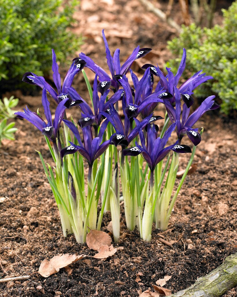 Iris Reticulata Blue Note