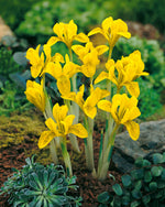 Iris Danfordiae