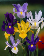 Iris Hollandica Mix
