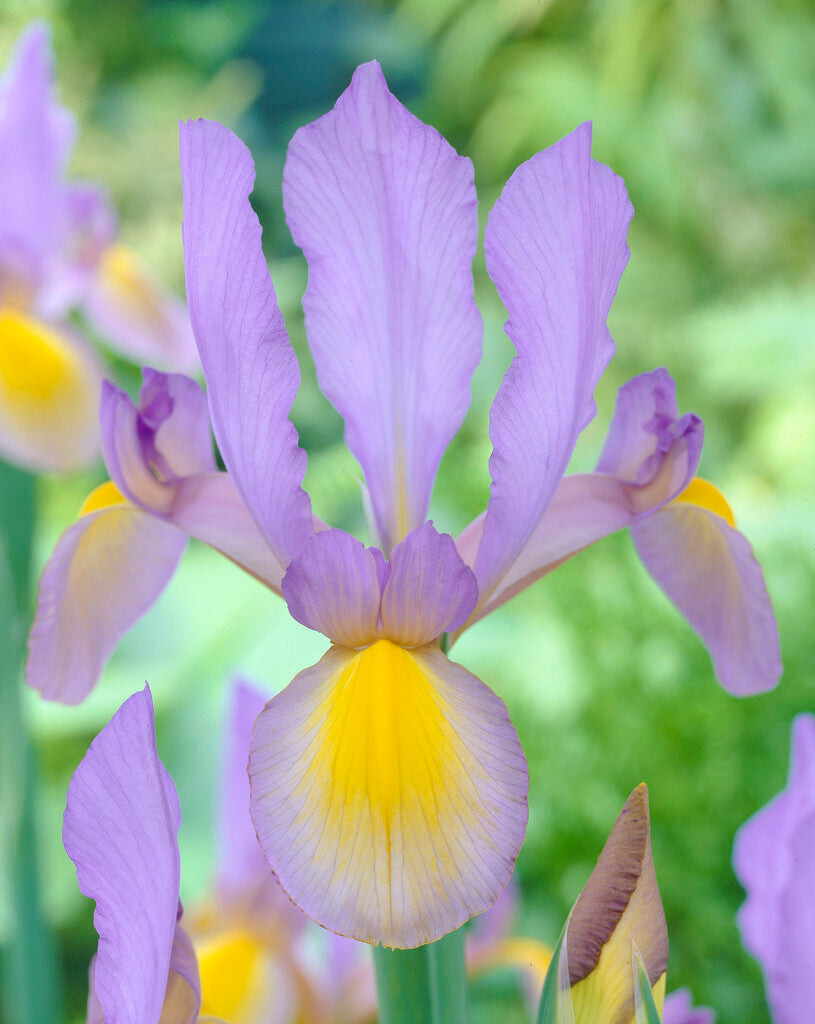 Iris Hollandica Rosario