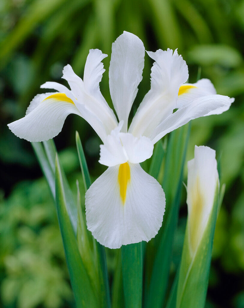 Iris Hollandica White Magic
