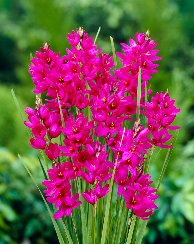 Ixia Mabel