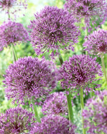 Allium-Jackpot 12/+