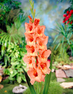 Gladiolus Jessica