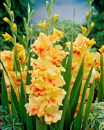 Gladiolus Jester