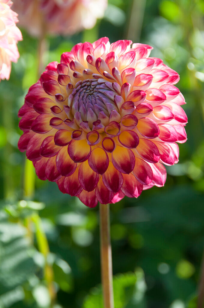 Dahlia Jowey Arenda