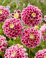 Dahlia Jowey Paradise