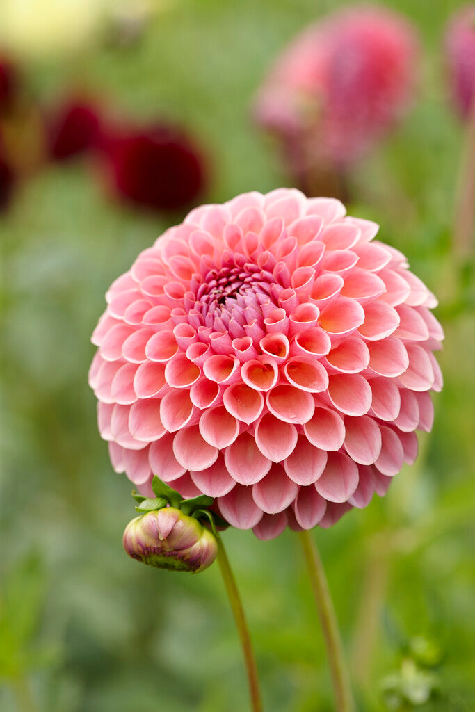 Dahlia Jowey Winnie