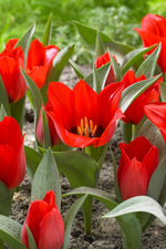 Tulipa Julius Caesar