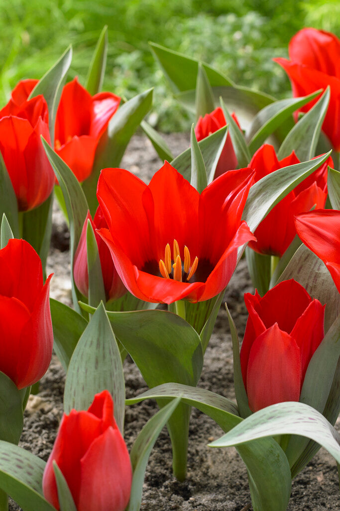 Tulipa Julius Caesar