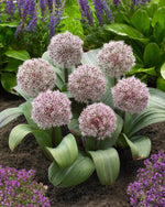 Allium Karataviense