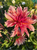 Dahlia Labyrinth
