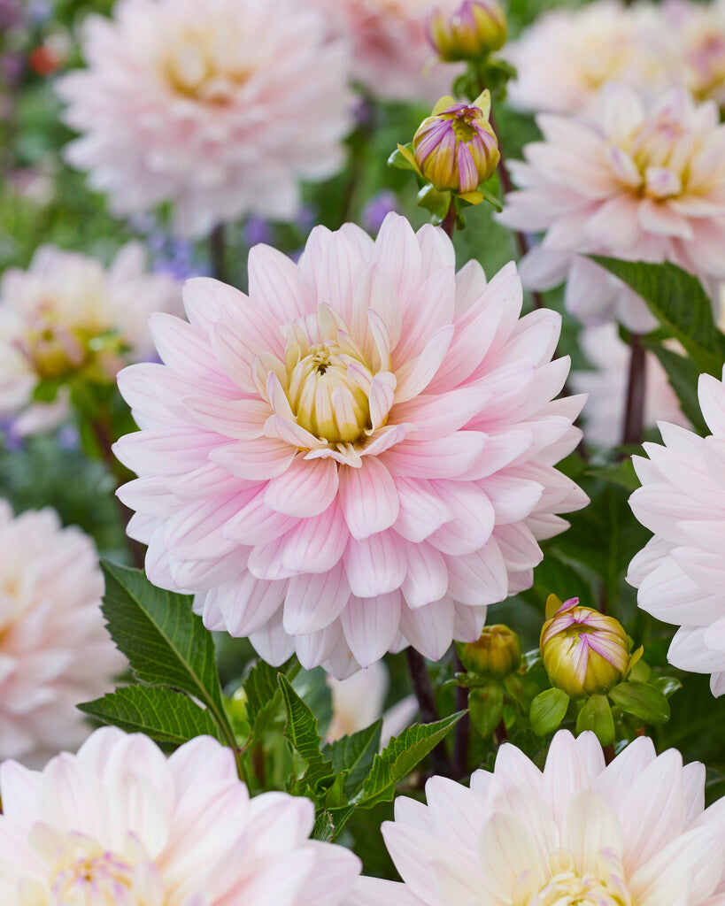 Dahlia Lady Kate