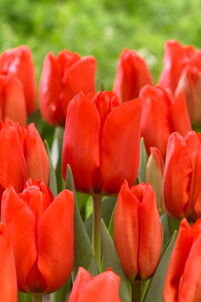 Tulipa Lalibela