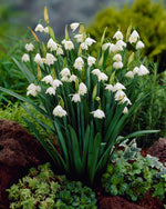Leucojum Aestivum