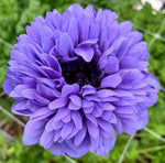 Anemone Azzurro Levante