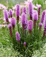 Liatris Spicata Kobold