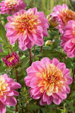 Dahlia Life Style