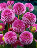 Dahlia Lipoma