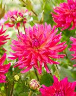 Dahlia Magenta Festival