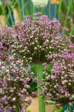 Allium Magic