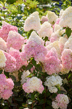 Hydrangea Paniculata Magical Andes