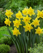 Narcissus Mando