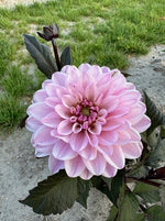 Dahlia Melody Harmony