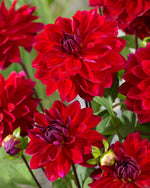Dahlia Menorca