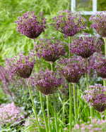 Allium Miami