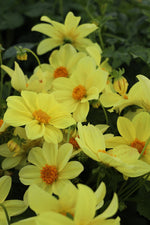 Dahlie Mignon Yellow