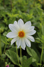 Dahlie Mignon White