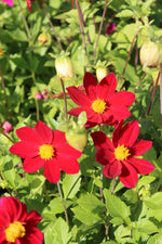 Dahlie Mignon Red