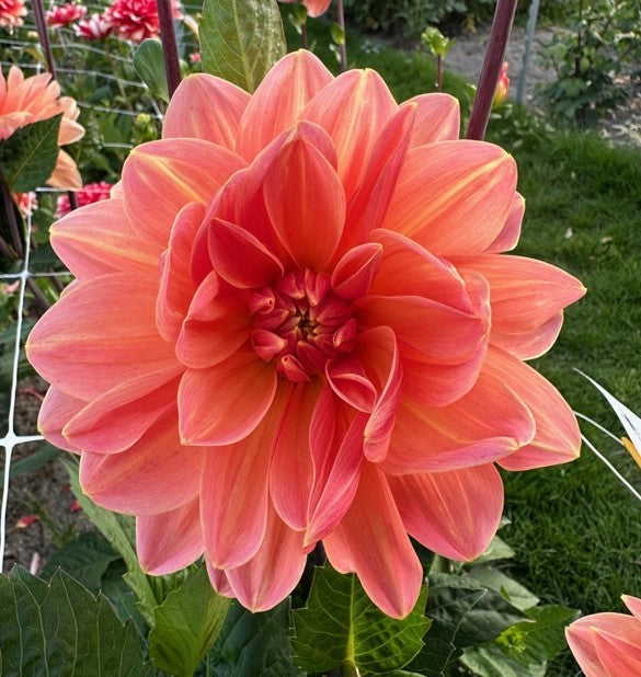 Dahlia Mister Frans