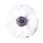 Anemone Mistral Plus Panda