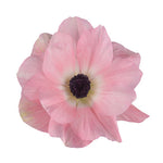 Anemone Mistral Rosa Chiaro