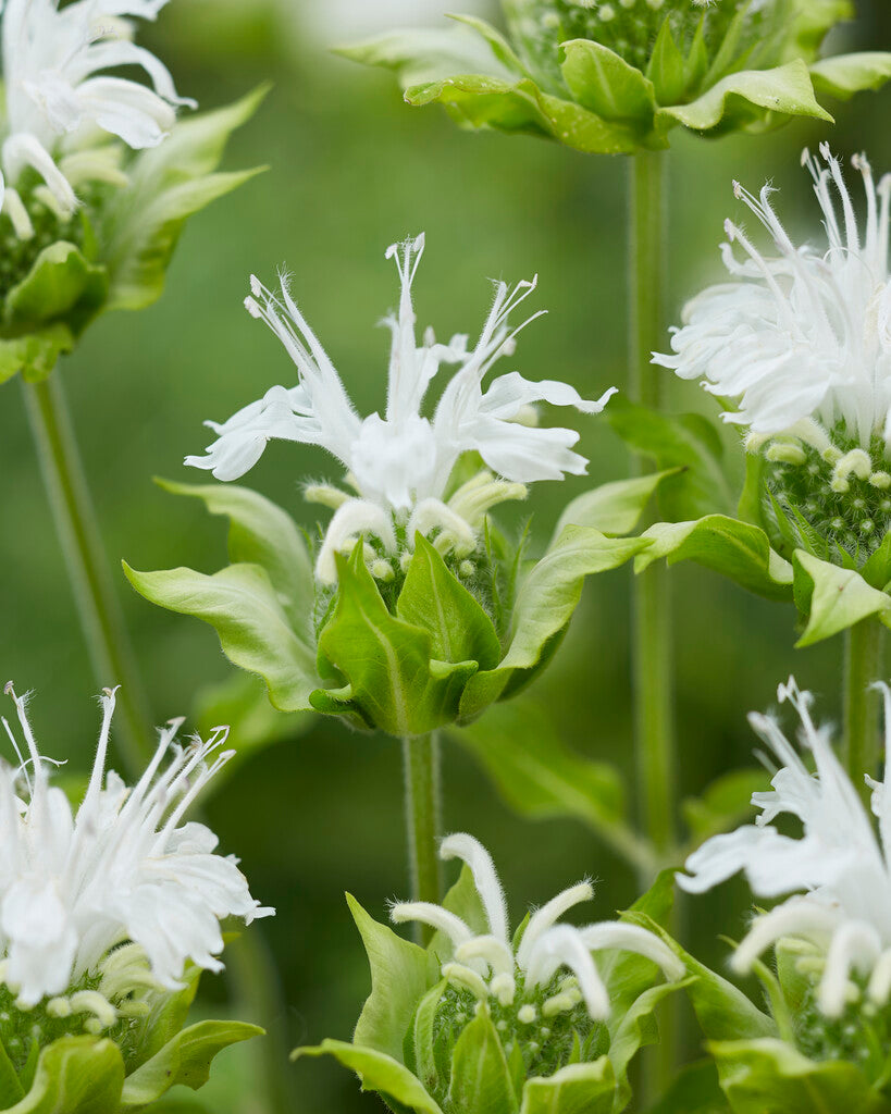 Monarda Schneewittchen XL
