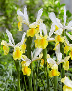 Iris Hollandica Montecito