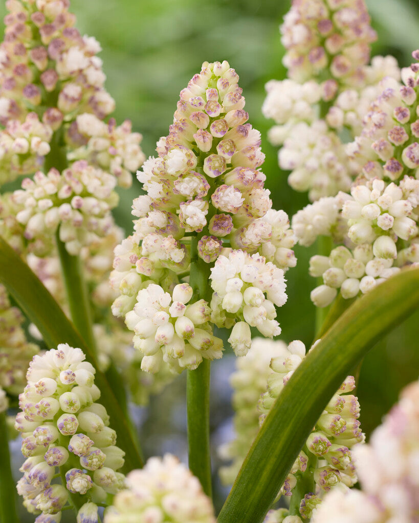 Muscari Lady Madonna