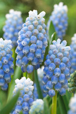 Muscari Peppermint