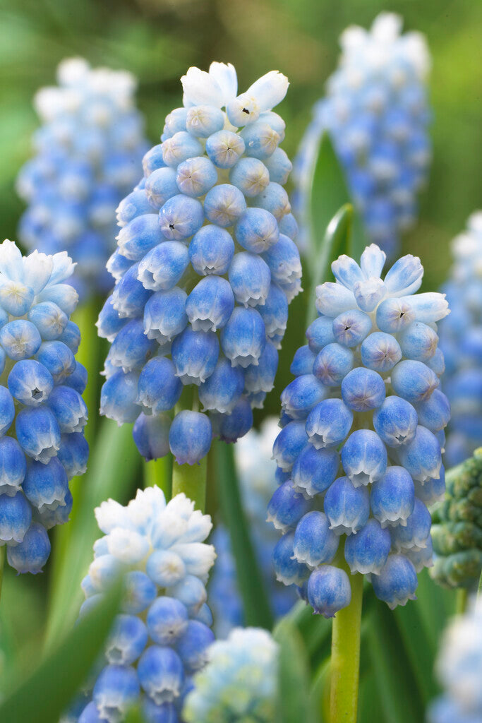 Muscari Peppermint