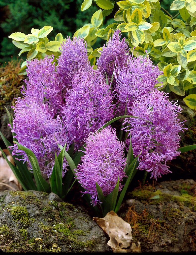 Muscari Comosum Plumosum