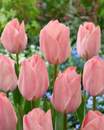 Tulipa Mystic van Eijk